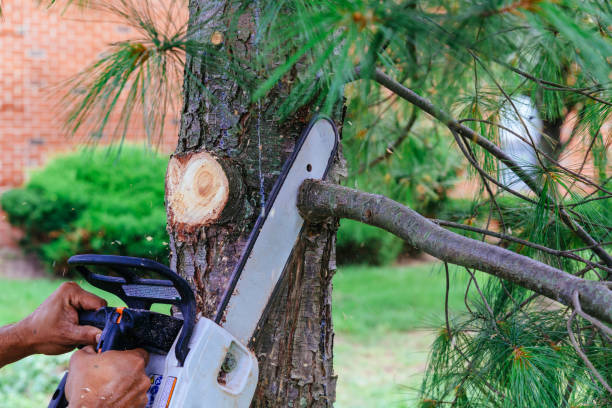 Trusted Glencoe, AL Tree Care Services Experts